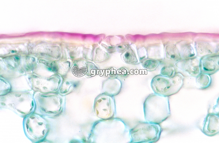 Houx (Ilex aquifolium) - Feuille en CT - coupe au niveau d'un stomate de la face inférieure x100 - gryphea.org